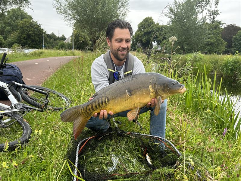 Spiegelkarper van 61-65 cm