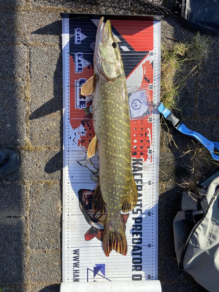 Snoek van 73 cm