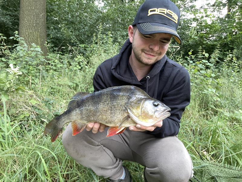 Baars van 46 cm