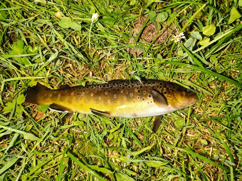 Beekforel van 21-25 cm