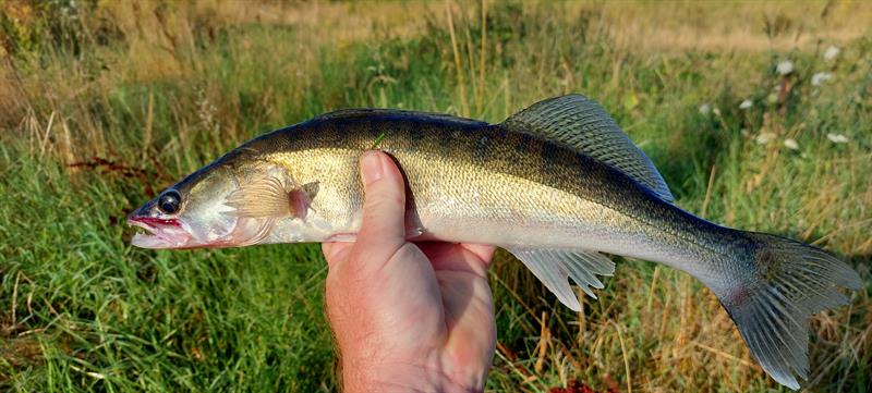 Snoekbaars van 45 cm