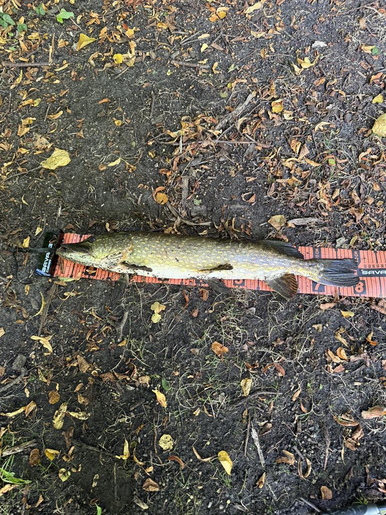 Snoek van 80 cm
