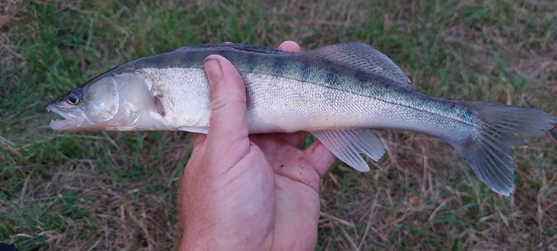 Snoekbaars van 36 cm