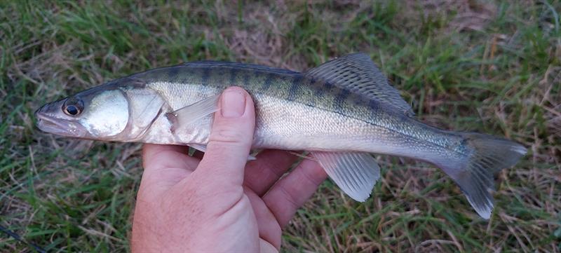 Snoekbaars van 32 cm