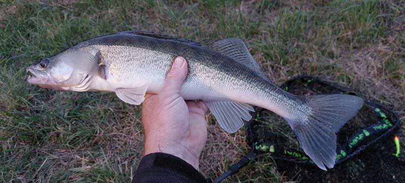 Snoekbaars van 51 cm