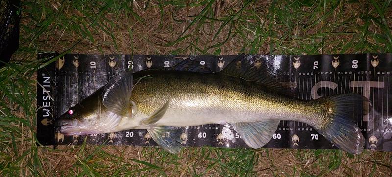 Snoekbaars van 85 cm
