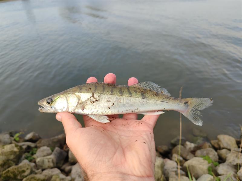 Snoekbaars van 30 cm