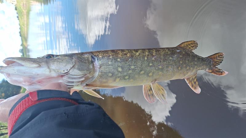 Snoek van 76-80 cm