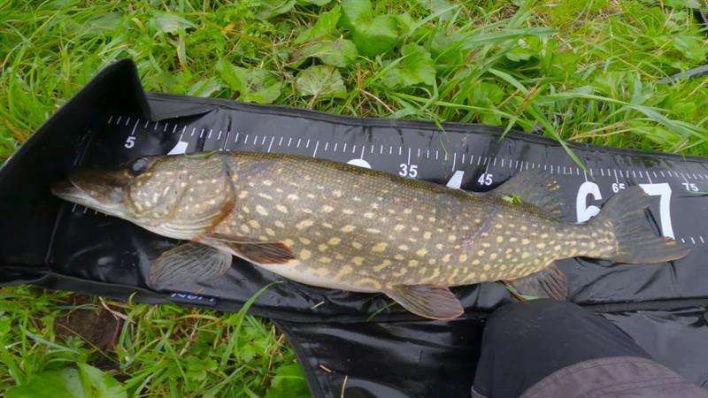 Snoek van 70 cm