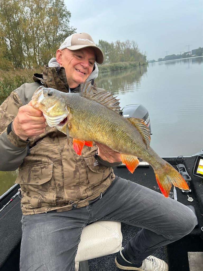 Baars van 47 cm