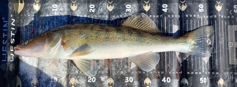 Snoekbaars van 54 cm