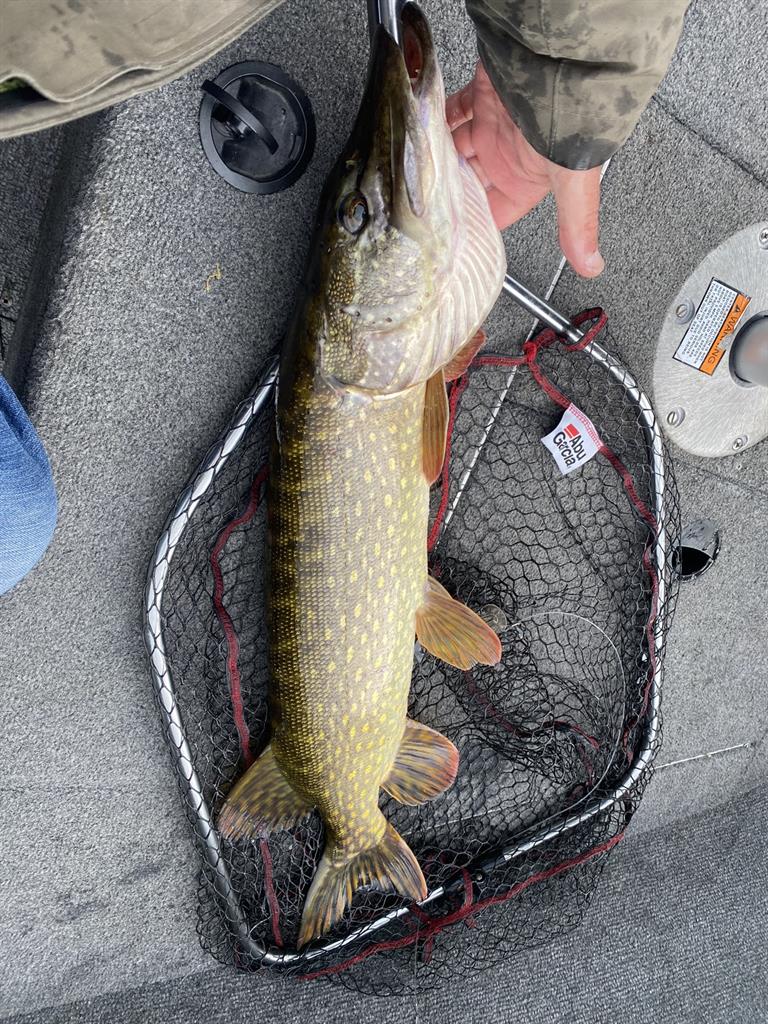 Snoek van 81-85 cm