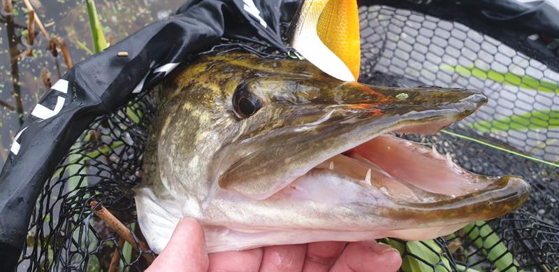 Snoek van 74 cm