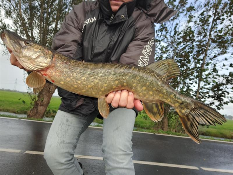 Snoek van 74 cm