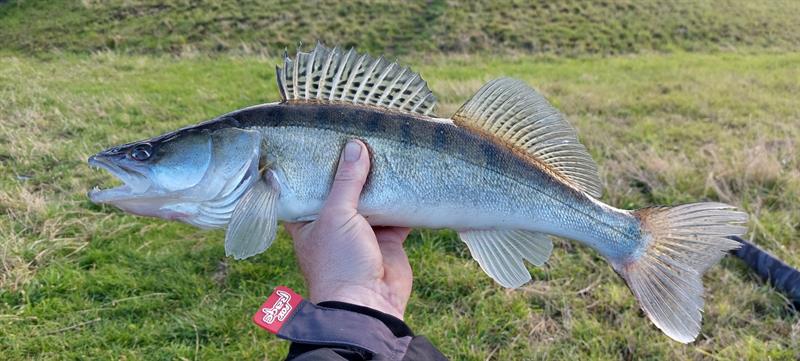 Snoekbaars van 56 cm