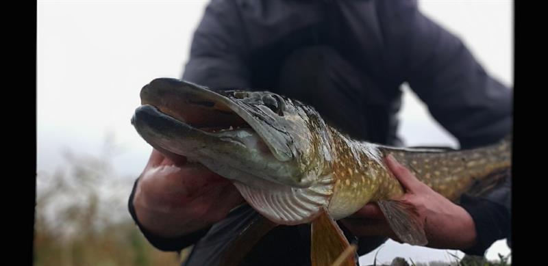 Snoek van 82 cm