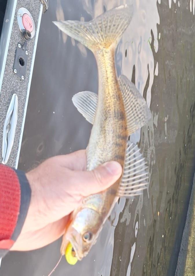 Snoekbaars van 31-35 cm