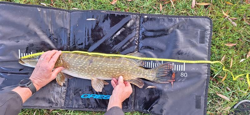 Snoek van 76 cm