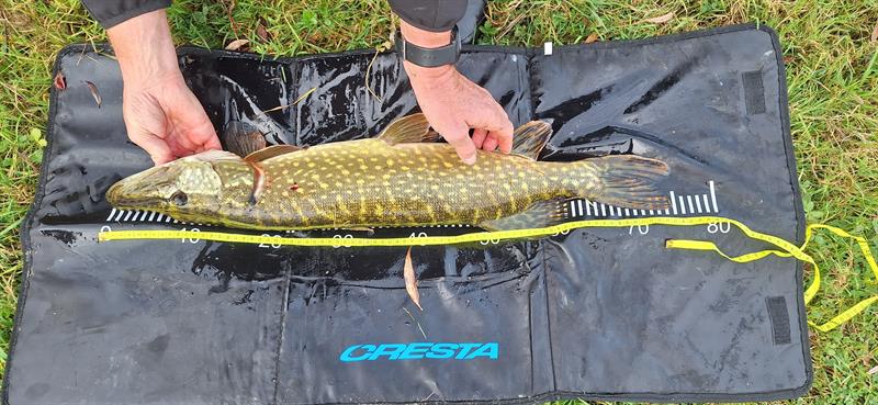 Snoek van 76 cm