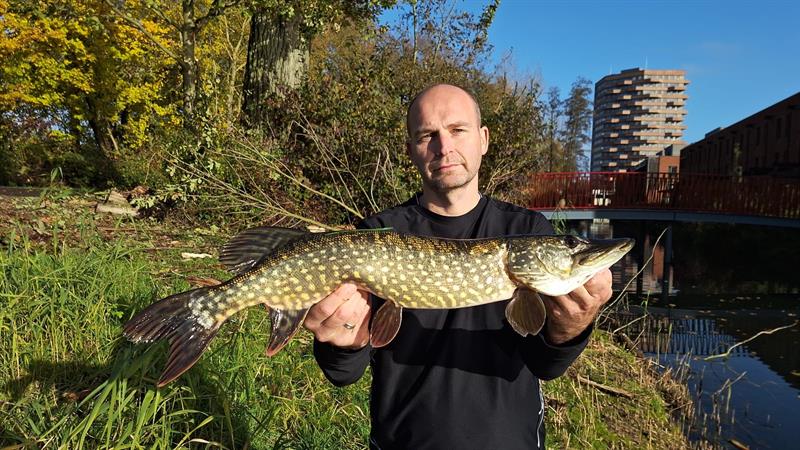 Snoek van 71-75 cm