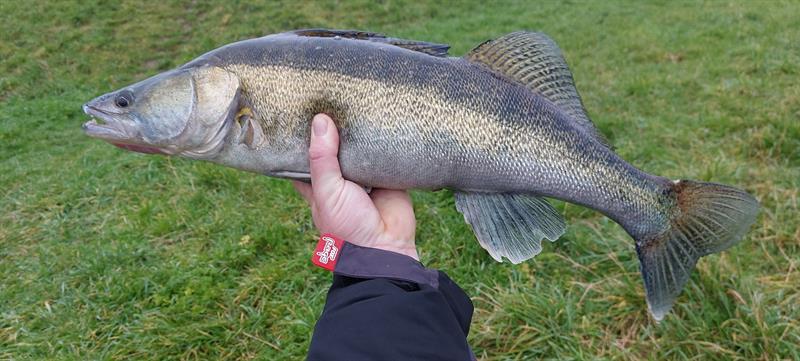 Snoekbaars van 64 cm