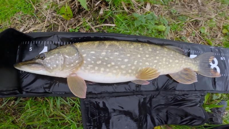 Snoek van 82 cm