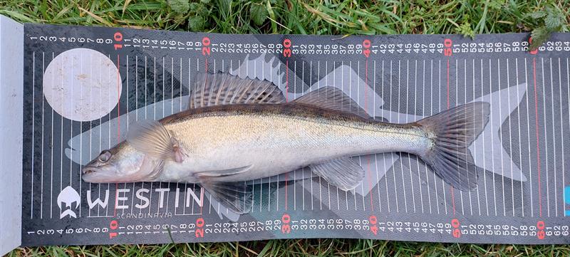 Snoekbaars van 49 cm