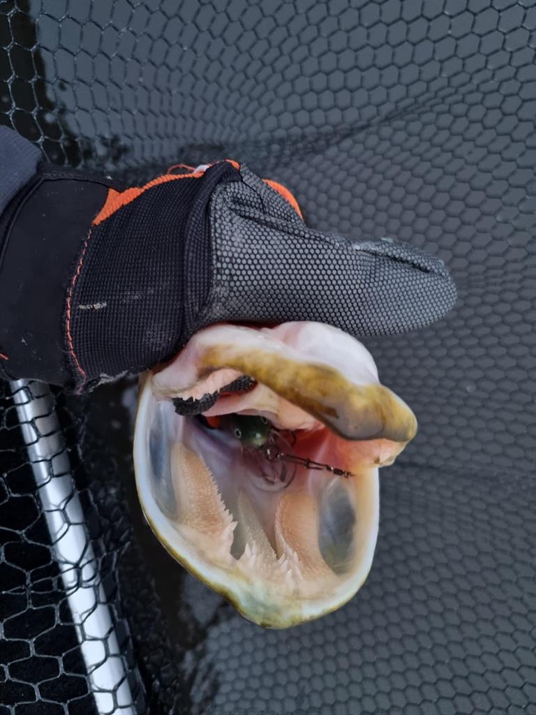 Snoek van 56-60 cm