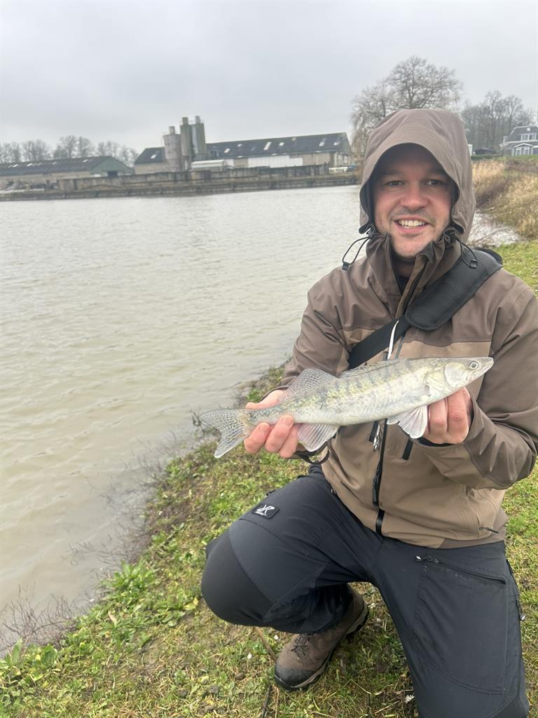 Snoekbaars van 31-35 cm