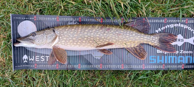 Snoek van 75 cm