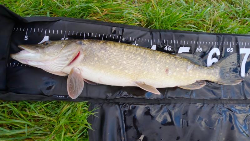 Snoek van 67 cm