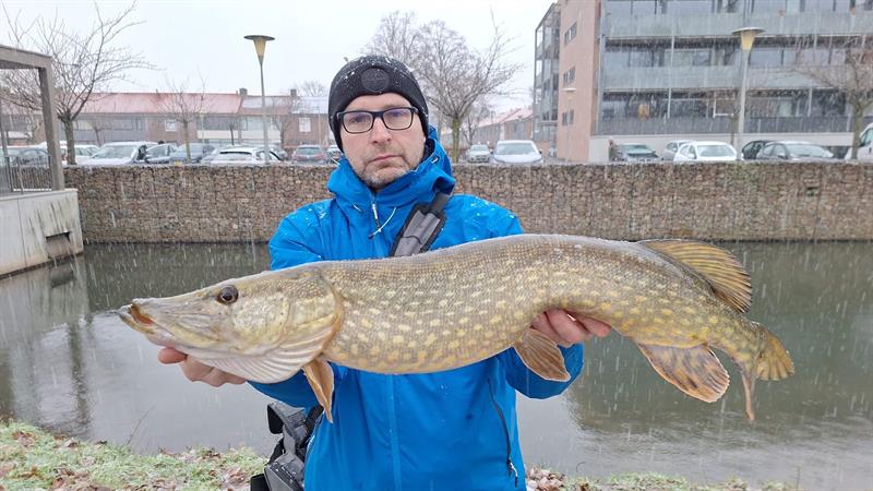 Snoek van 80 cm