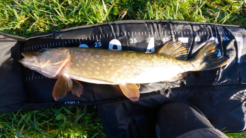 Snoek van 63 cm