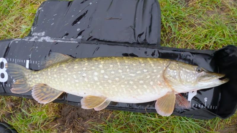 Snoek van 78 cm
