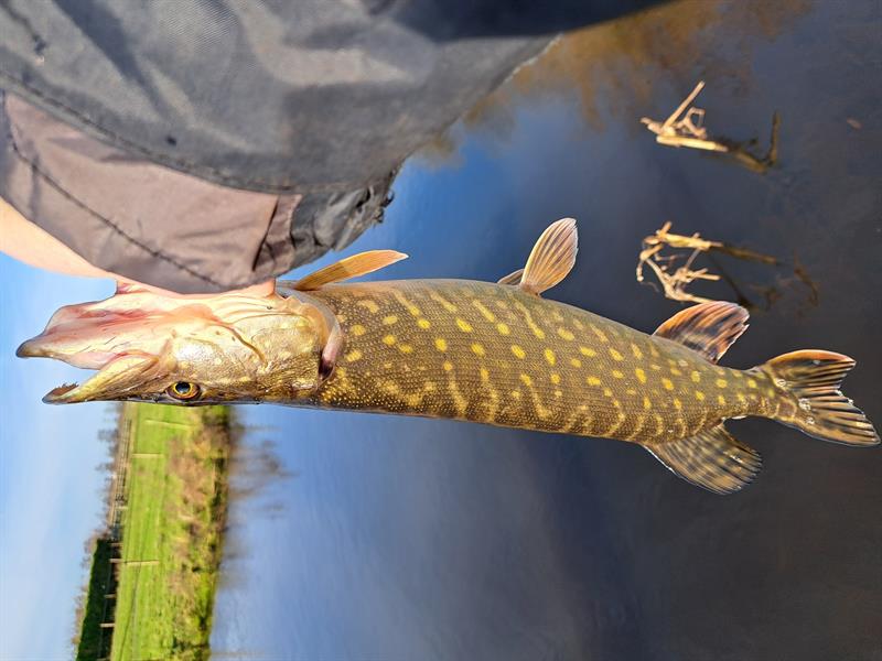 Snoek van 56-60 cm