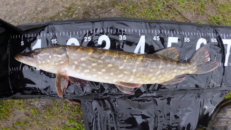 Snoek van 62 cm