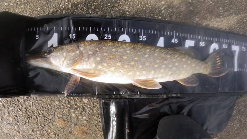 Snoek van 64 cm
