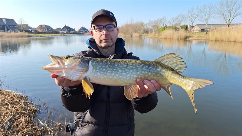 Snoek van 61-65 cm