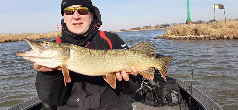 Snoek van 71-75 cm