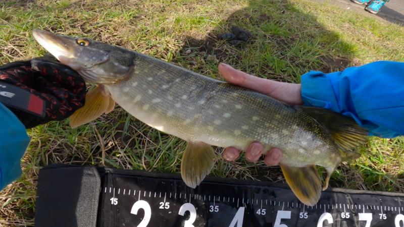 Snoek van 54 cm