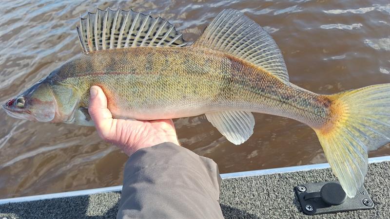 Snoekbaars van 56-60 cm