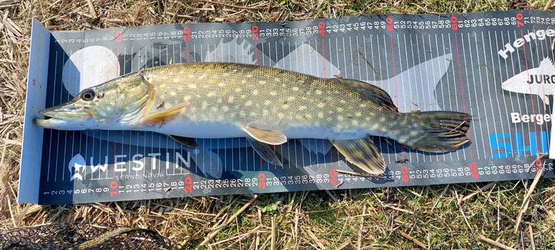 Snoek van 61 cm