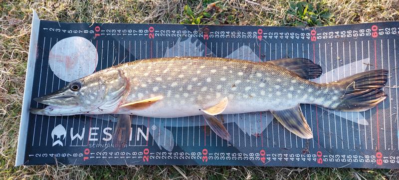 Snoek van 61 cm