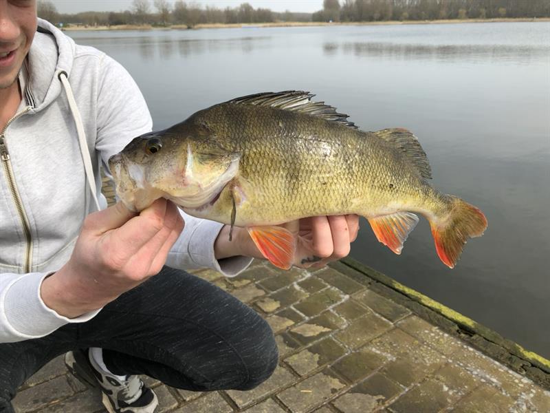 Baars van 42 cm