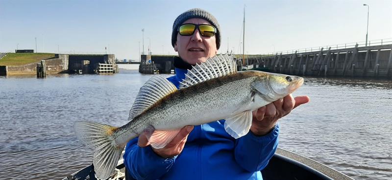 Snoekbaars van 51-55 cm