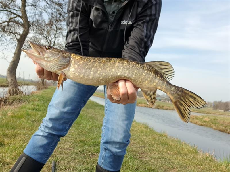 Snoek van 53 cm