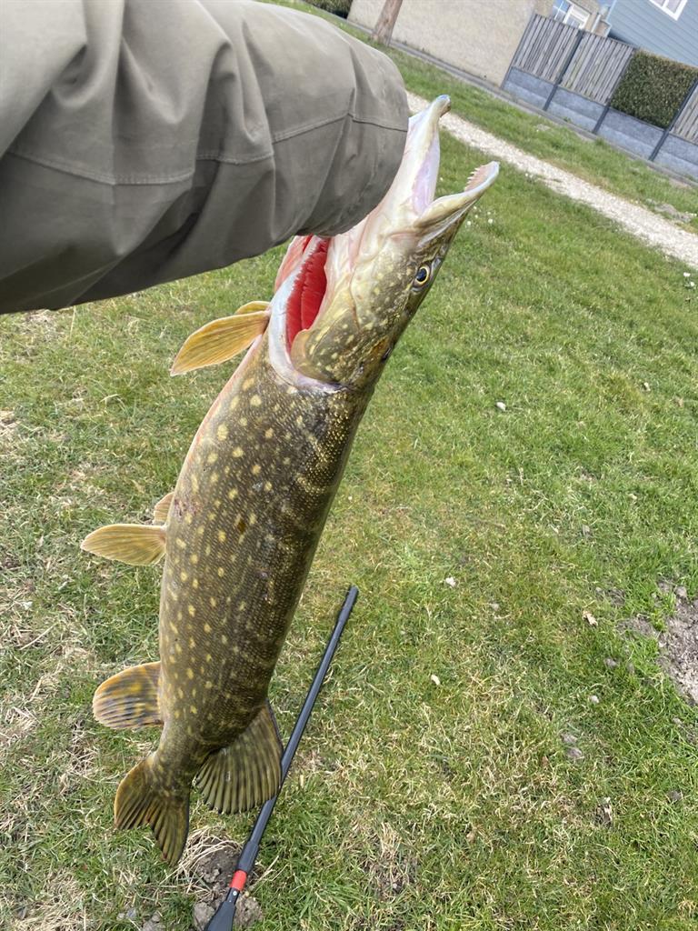 Snoek van 76-80 cm