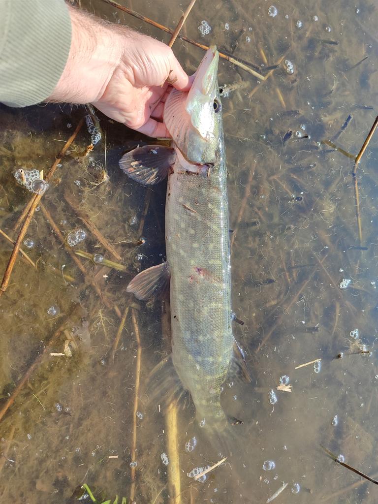 Snoek van 59 cm