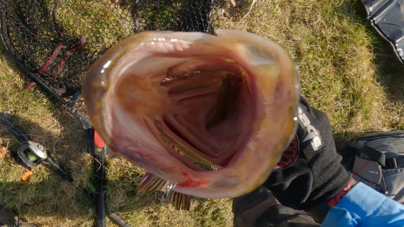 Snoek van 73 cm
