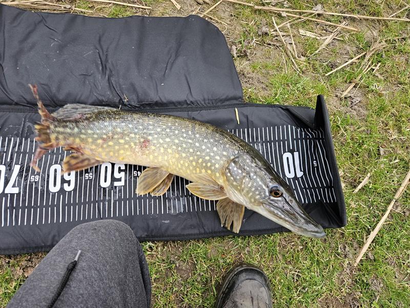 Snoek van 73 cm